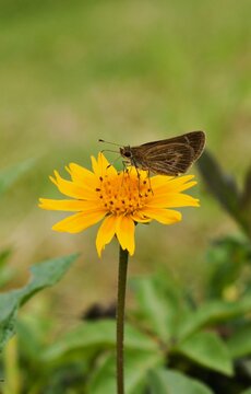 BORBOLETA
