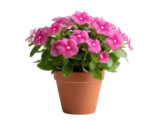 Fototapeta premium Pink Petunia Flowers in Terracotta Pot isolated on transparent background