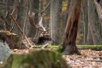 Obraz premium European Fallow Deer - Dama dama, large beautiful iconic animal from European forests and meadows, Czech Republic.
