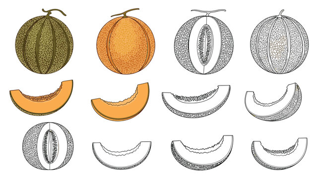 Detailed illustrations of whole cantaloupe melons and slices in color and black and white line art styles.
