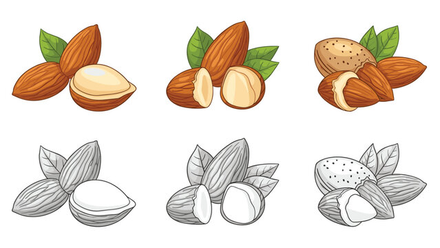 Collection of almond nut illustrations showing whole, shelled, and halved nuts in color and grayscale versions.