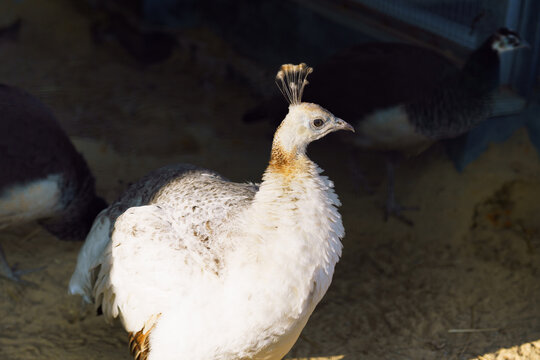 White peahen with elegant crest stands alert in a sunlit enclosure, surrounded by earthy ground and blurred darker birds in background