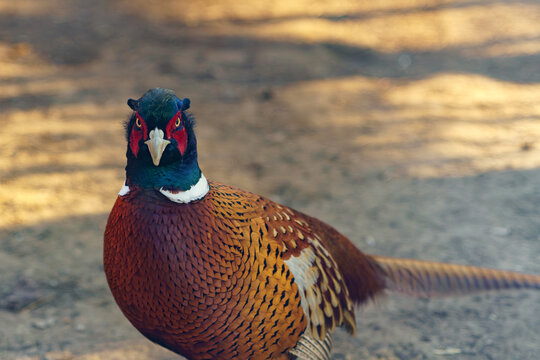 Male ring-necked pheasant stands alert on earthy ground, showcasing vibrant plumage with iridescent green head, red facial wattles, and detailed brown and gold feather patterns