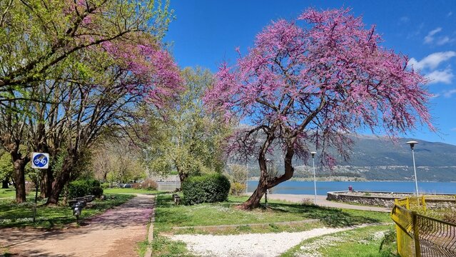 redbuds trees flowers by the lake in ioannina city greece