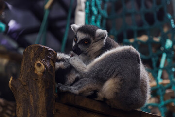 Ring-tailed lemur perches attentively on a rough-hewn wooden branch, its striking orange eyes and white-tipped ears contrasting with the textured bark and blurred teal netting in the background © Kateryna