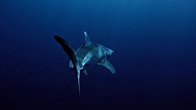 A sleek shark glides gracefully through deep blue ocean waters, captured from a slightly low angle as it moves with fluid, natural motion in a calm, open-sea environment.