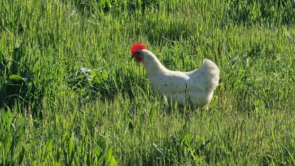 hen chicken white in green grass © sea and sun