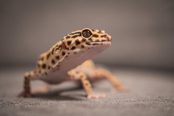 Cute Leopard Gecko on Gray Couch at Home