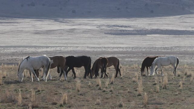 Herd of Wild Horses in the Utha Desert in Spring