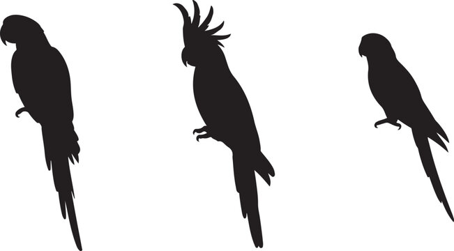 Parrot  side view silhouette set vector illustration with out background
