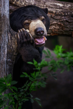Malaysian Bear (Helarctos malayanus) detail portrait