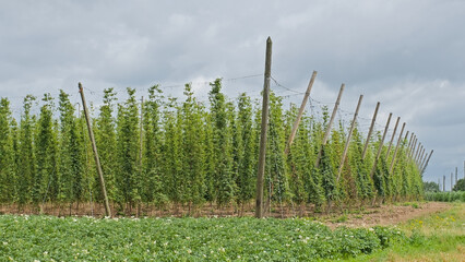 Obraz premium Hop field with green vines in early summer near Poperinge, Flanders, Belgium 