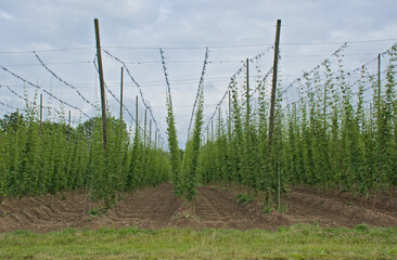 Obraz premium hop fields in summer in the flemish countryside near Poperinge, Belgium - humulus