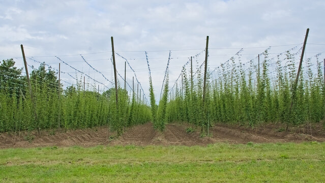 hop fields in summer in the flemish countryside near Poperinge, Belgium - humulus