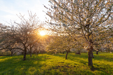 Naklejka premium Golden sunset light illuminating blooming cherry trees (Prunus avium) in a meadow orchard. Spring landscape on the Swabian Jura. Kirchheim unter Teck, BW, Germany.