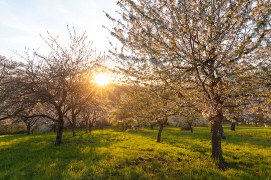 Golden sunset light illuminating blooming cherry trees (Prunus avium) in a meadow orchard. Spring landscape on the Swabian Jura. Kirchheim unter Teck, BW, Germany.