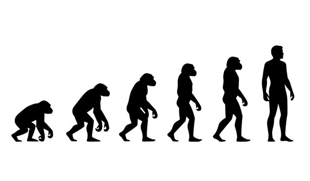 Evolution of man vector illustration from primate to modern human sequence