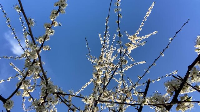 Blooming branches of a small apple tree, a spring texture with movement