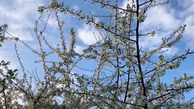 Blooming tree branches against blue sky