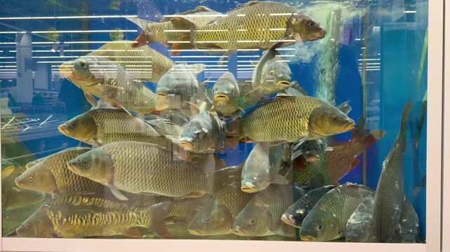 fresh fish  and seafood in supermarket