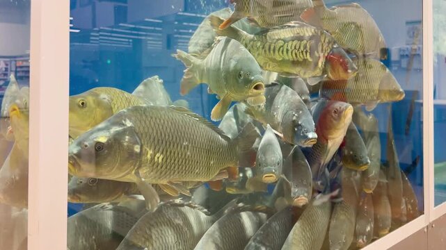 fresh fish  and seafood in supermarket