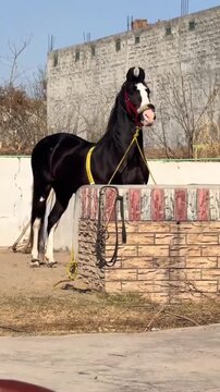 Elegant Black Horse with White Face Marking Standing Near a Stone Wall