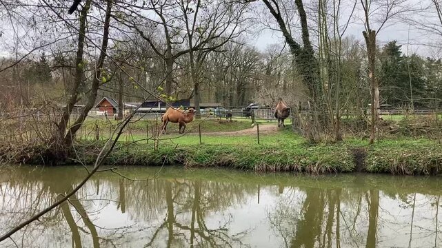 Camels on a farm near a river