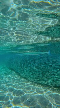 Sleek Needlefish patrolling edge of never-ending Atherina stream swims in crystal-clear water. Massive shimmering school moves in synchronicity like single living organism, forming dense silver wall