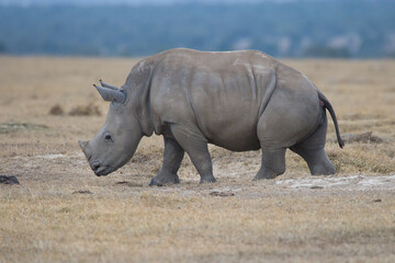 Obraz premium Rhinoceros at the Ol Pejeta Conservancy in Kenya.