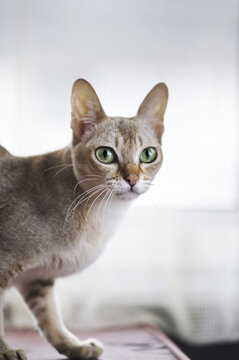 Singapura Cat in her Home