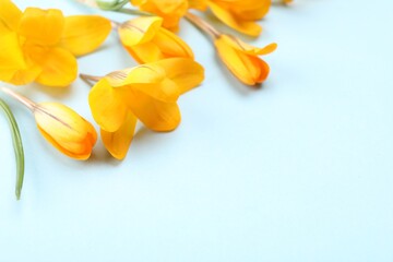Fototapeta premium Beautiful orange crocus flowers on light blue background, closeup. Space for text