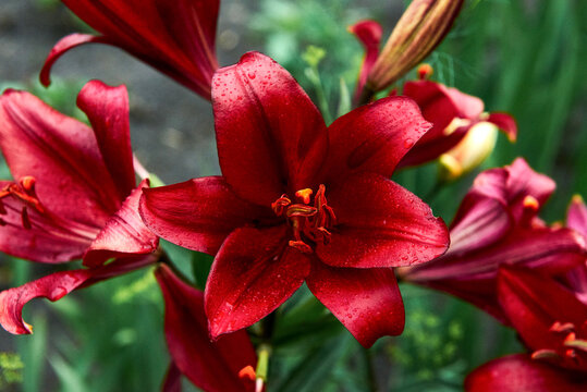 Close-up of beautiful dark red lily flowers blooming in the garden against a green background.