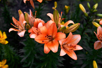 Fototapeta premium lose-up of beautiful orange lily flowers blooming in the garden with green leaves