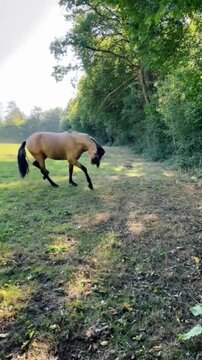 Beautiful Horse Running Towards Camera in Lush Pasture Field.