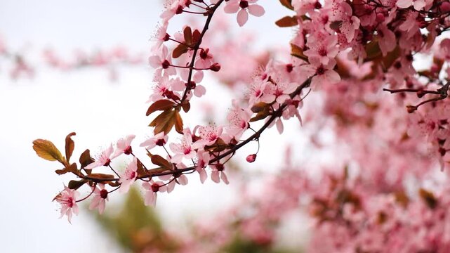 Blooming cherry blossom branch with pink buds swaying in the wind, spring nature background, delicate sakura flowers in motion, seasonal bloom, soft floral scene, tranquil outdoor atmosphere