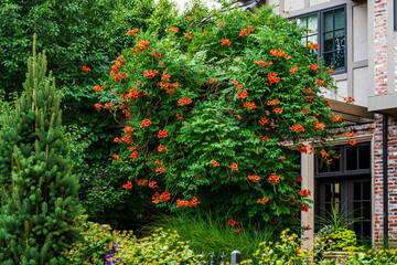 Trumpet Vine (Campsis radicans) filled with orange trumpet shaped flowers, giving a dash of color to the landscaping of a home in Colorado. © Susan Hodgson