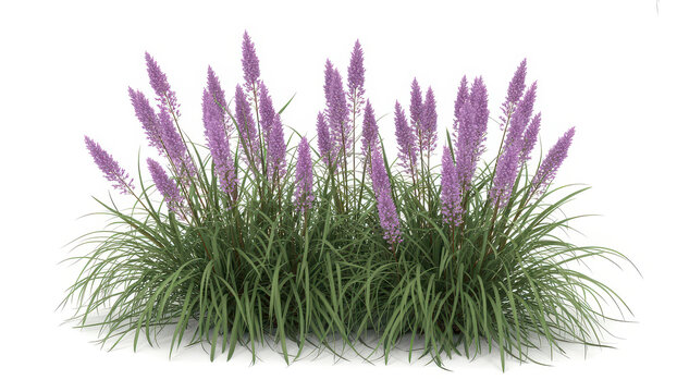 A cluster of purple liatris spicata flowers with long green grass blades on a white background