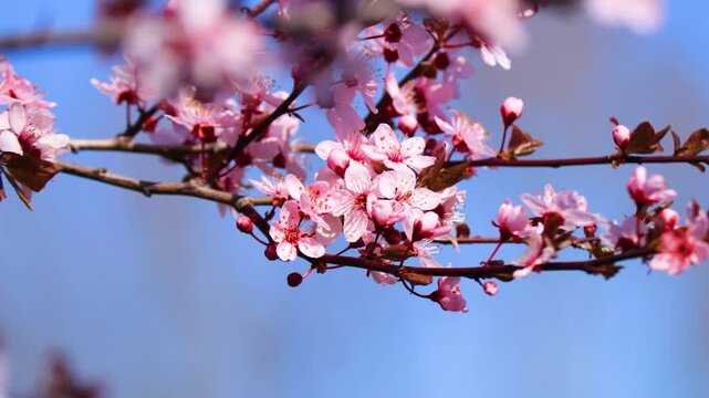 Blooming cherry blossom branch with pink buds swaying in the wind against blue sky, spring nature background, delicate sakura flowers in motion, seasonal bloom, soft floral scene, tranquil outdoor
