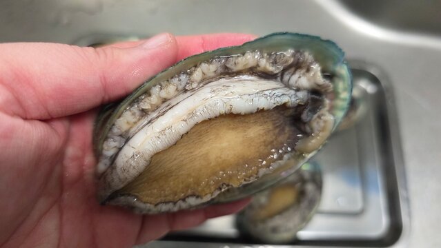 high quality fresh raw abalone
