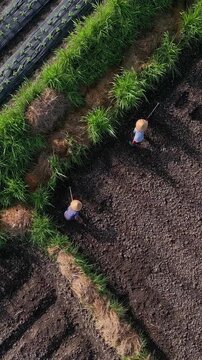Aerial view fieldworkers sowing furrows with coordinated steps, long shadows cast across tilled soil, plasticcovered beds flank green hedges, gentle morning light,Bali island,Indonesia,vertical video