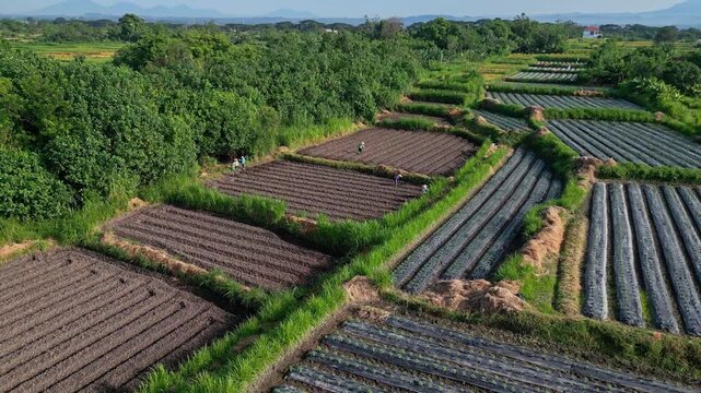 Aerial view terraced fields stretching toward distant mountains, neat rows and hedgerows create geometric patterns, soft haze over horizon and expansive rural panorama,Bali,Indonesia