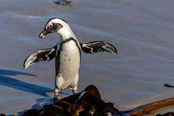 Fototapeta premium Boulders Beach Penguin Colony. These black-footed penguin, african penguin or jackass penguins (Spheniscus demersus) are living on a beach with granite boulders at the city of Simon's Town, not far f