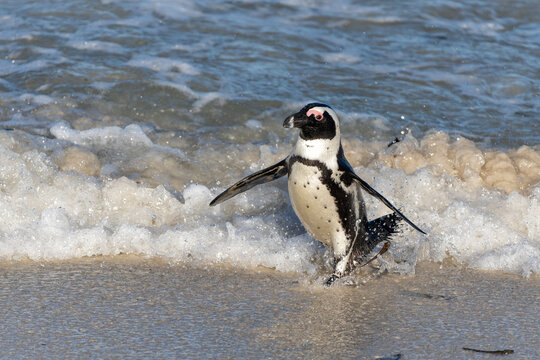Boulders Beach Penguin Colony. These  black-footed penguin, african penguin or jackass penguins (Spheniscus demersus) are living on a beach with granite boulders at the city of Simon's Town, not far f