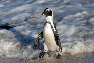 Obraz premium Boulders Beach Penguin Colony. These black-footed penguin, african penguin or jackass penguins (Spheniscus demersus) are living on a beach with granite boulders at the city of Simon's Town, not far f