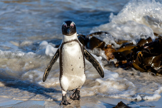 Boulders Beach Penguin Colony. These  black-footed penguin, african penguin or jackass penguins (Spheniscus demersus) are living on a beach with granite boulders at the city of Simon's Town, not far f