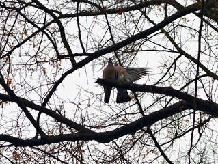 Bird stands on branch preparing to ascend. Dove readies itself to lift off from tree branch © Vladimir