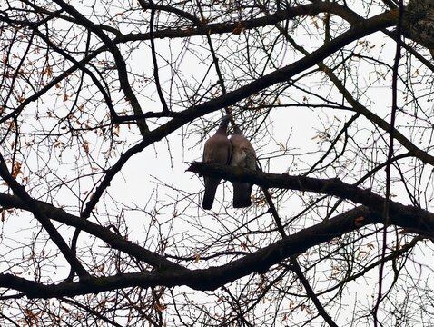 Doves on branches. Peaceful birds balance nature. Silent doves rest on distant twigs with harmony