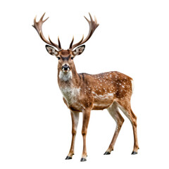 Obraz premium Majestic fallow deer standing tall with impressive antlers on white background