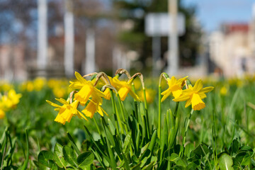 Obraz premium Yellow daffodils blooming on a city lawn in Wroclaw, spring bulb flowers in a park, sunny day in the city, close-up of narcissus with blurred urban background and green grass.