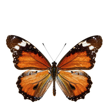 Beautiful cruiser butterfly with orange and brown wings resting against a white backdrop